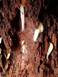 Mucronella fusiformis image