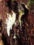 Mucronella fusiformis image