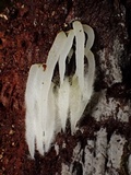 Mucronella fusiformis image