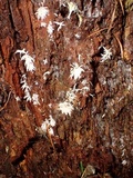 Mucronella bresadolae image