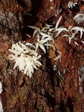 Mucronella bresadolae image