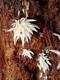 Mucronella bresadolae image