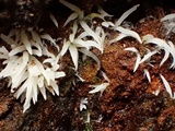 Mucronella bresadolae image