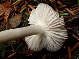 Hygrophorus subaromaticus image