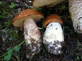 Leccinum insigne image