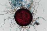 Erysiphe liriodendri image
