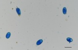 Erysiphe liriodendri image