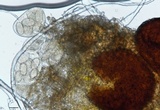 Erysiphe liriodendri image