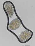 Erysiphe liriodendri image