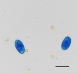 Erysiphe liriodendri image