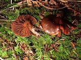 Cortinarius californicus image