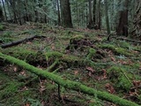 Cortinarius californicus image
