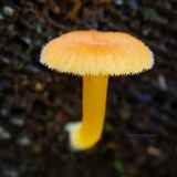 Chrysomphalina aurantiaca image