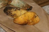 Suillus tomentosus image