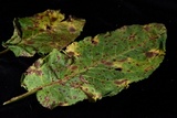 Ramularia rubella image
