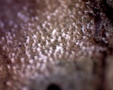 Ramularia rubella image