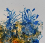 Ramularia rubella image