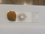 Hypholoma dispersum image