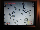 Hypholoma dispersum image