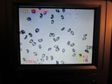 Hypholoma dispersum image