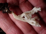 Clavulina coralloides image