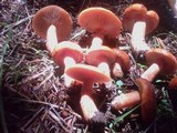Lactarius luculentus image