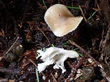 Tephrocybe boudieri image