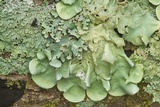 Parmotrema tinctorum image