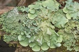 Parmotrema tinctorum image