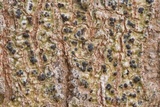 Trypethelium tropicum image