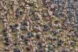 Trypethelium tropicum image