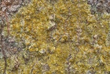 Caloplaca flavorubescens image