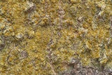 Caloplaca flavorubescens image