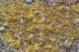 Caloplaca flavorubescens image