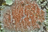 Haematomma persoonii image