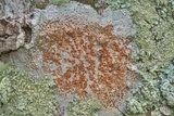 Haematomma persoonii image