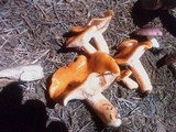 Lactarius luculentus image