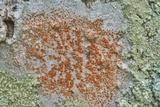 Haematomma persoonii image