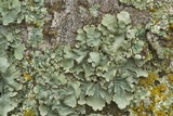 Parmotrema reticulatum image