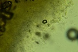 Hyphoderma probatum image