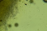 Hyphoderma probatum image