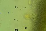 Hyphoderma probatum image