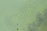 Hyphoderma probatum image