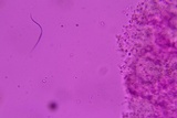 Hyphoderma probatum image