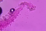 Hyphoderma probatum image