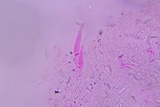 Hyphoderma probatum image