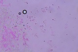 Hyphoderma probatum image