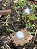 Calostoma insigne image
