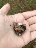 Calostoma insigne image