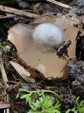 Calostoma insigne image